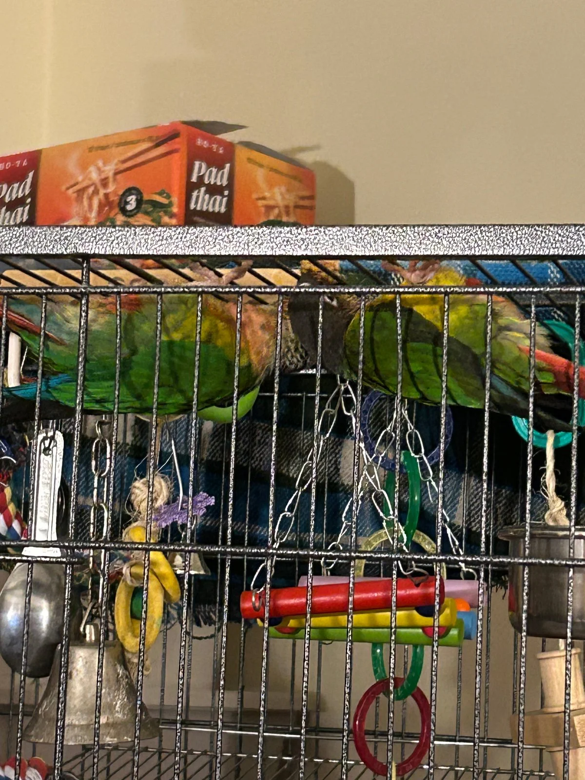 Quasar and Tailgate hang from top of cage_3.webp