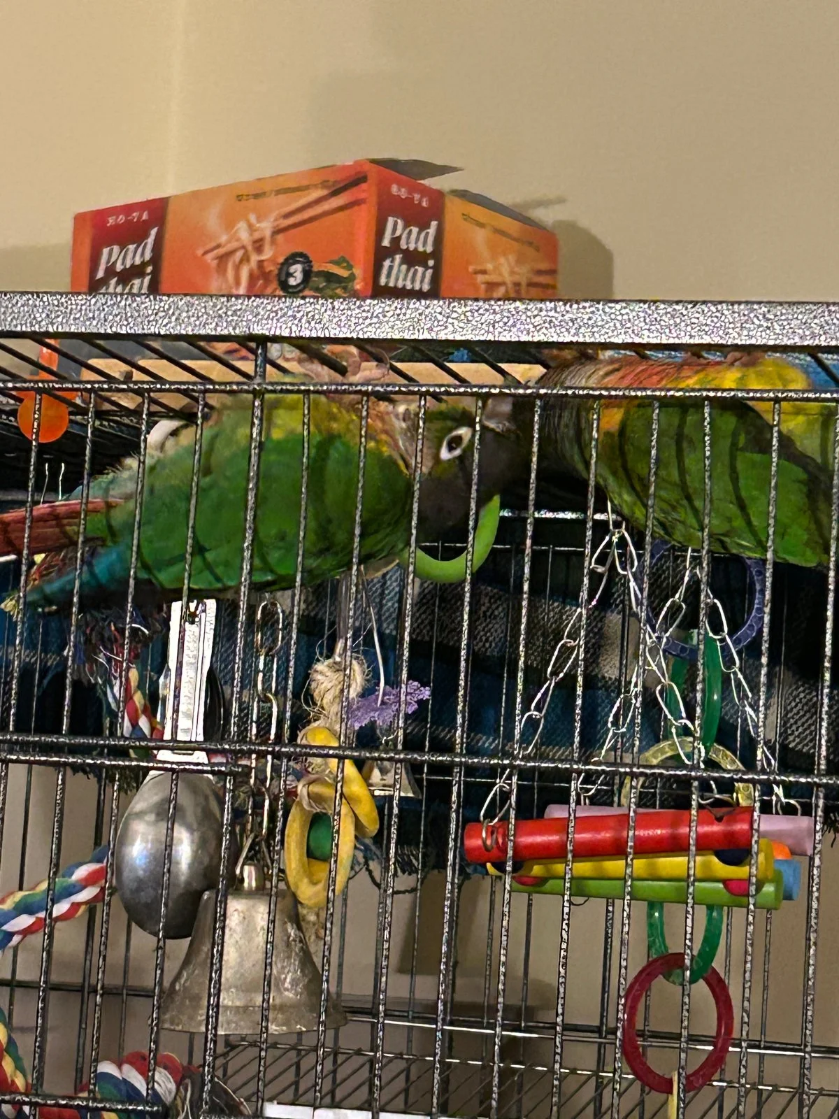 Quasar and Tailgate hang from top of cage_4.webp