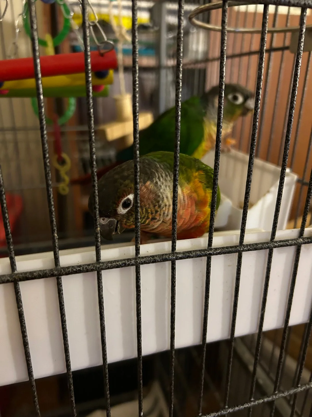 Quasar and Tailgate in community cage for first time_Dec 3 2025.webp