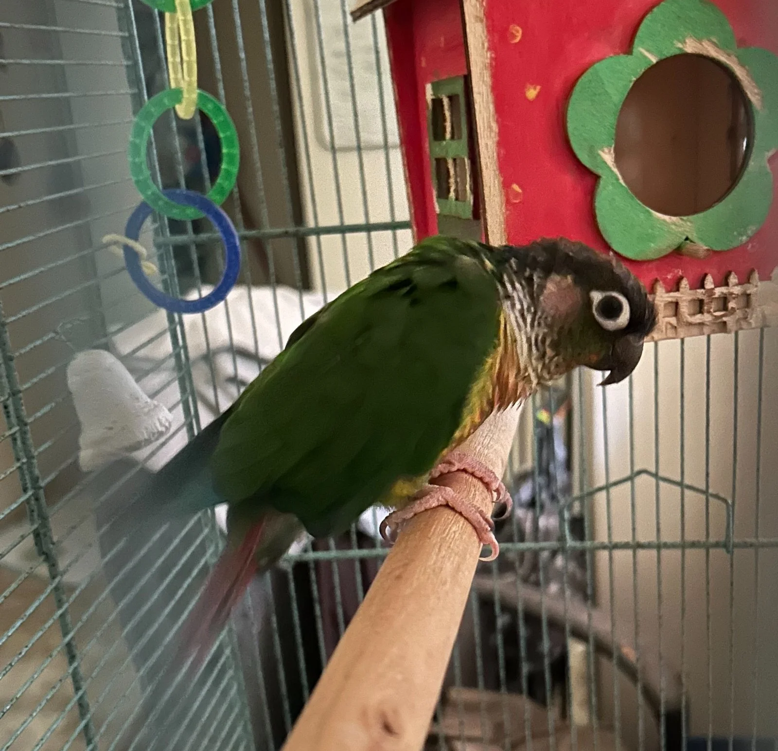 Quasar_first day home_1 cropped.webp