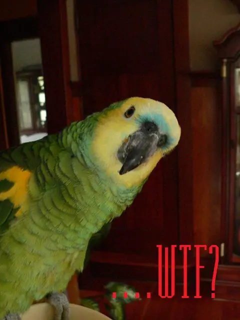 &quot;bird&quot;
