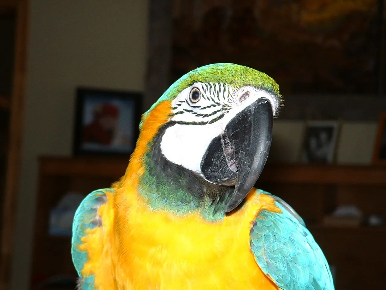 Rascal