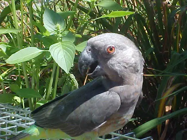 Red Bellied In The Garden (Missy)