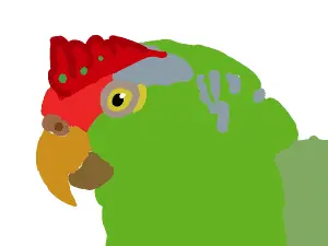 Red “crowned” amazon