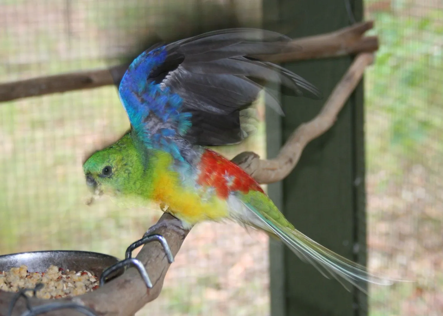 Red Rump Parakeet