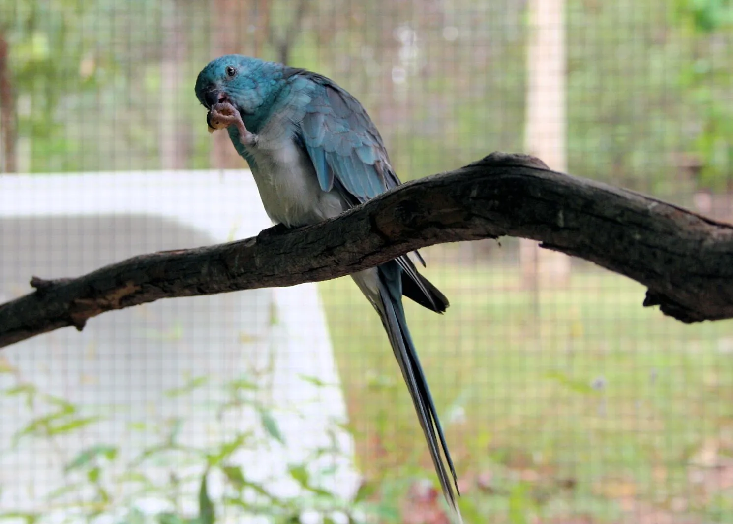 Blue red rump best sale parakeet