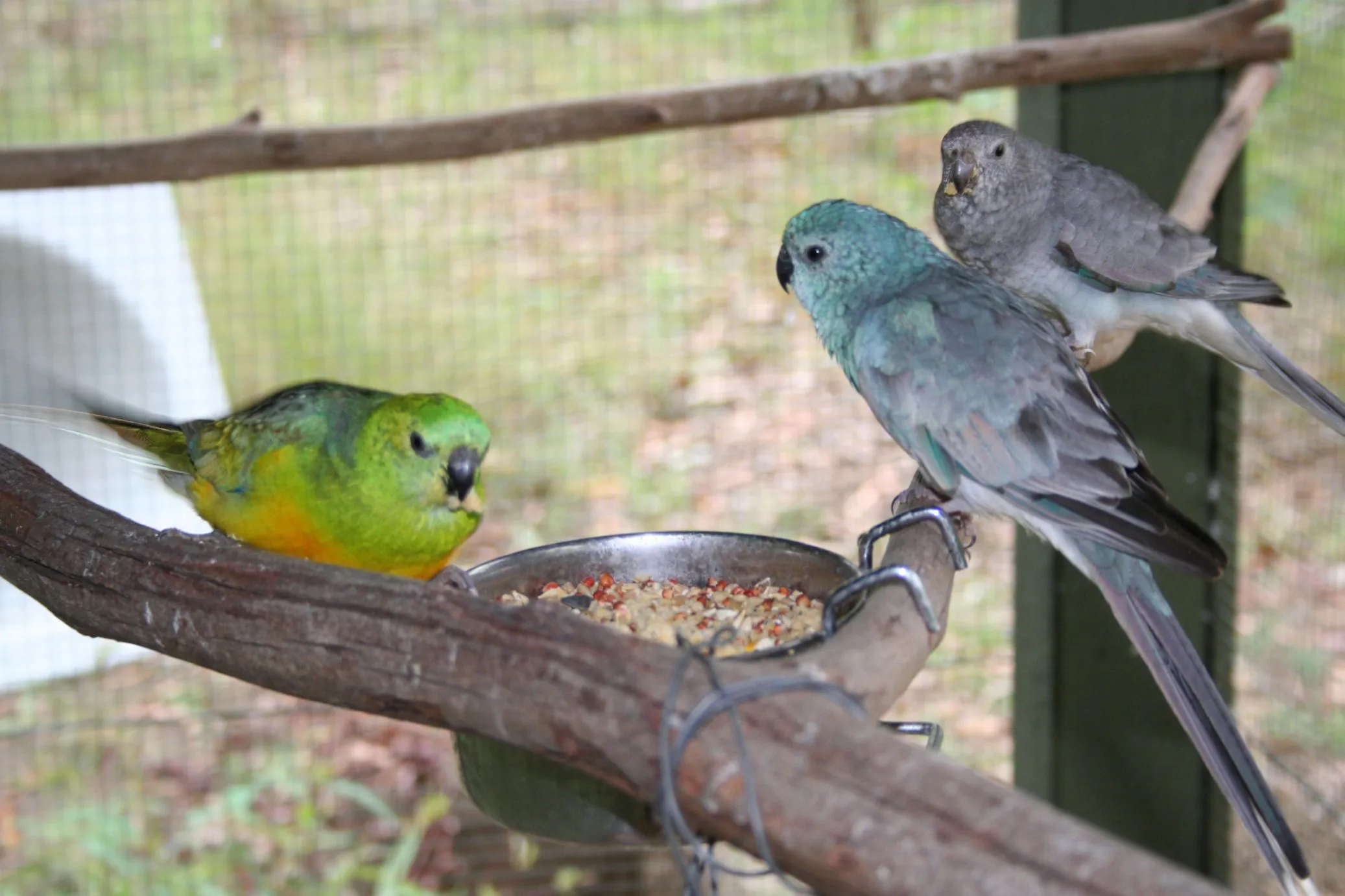 Red Rump Parakeet