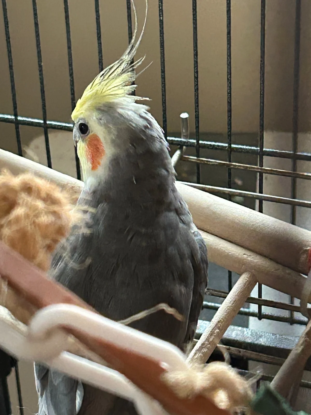 Redshift cute in community cage_June 10 2025.webp