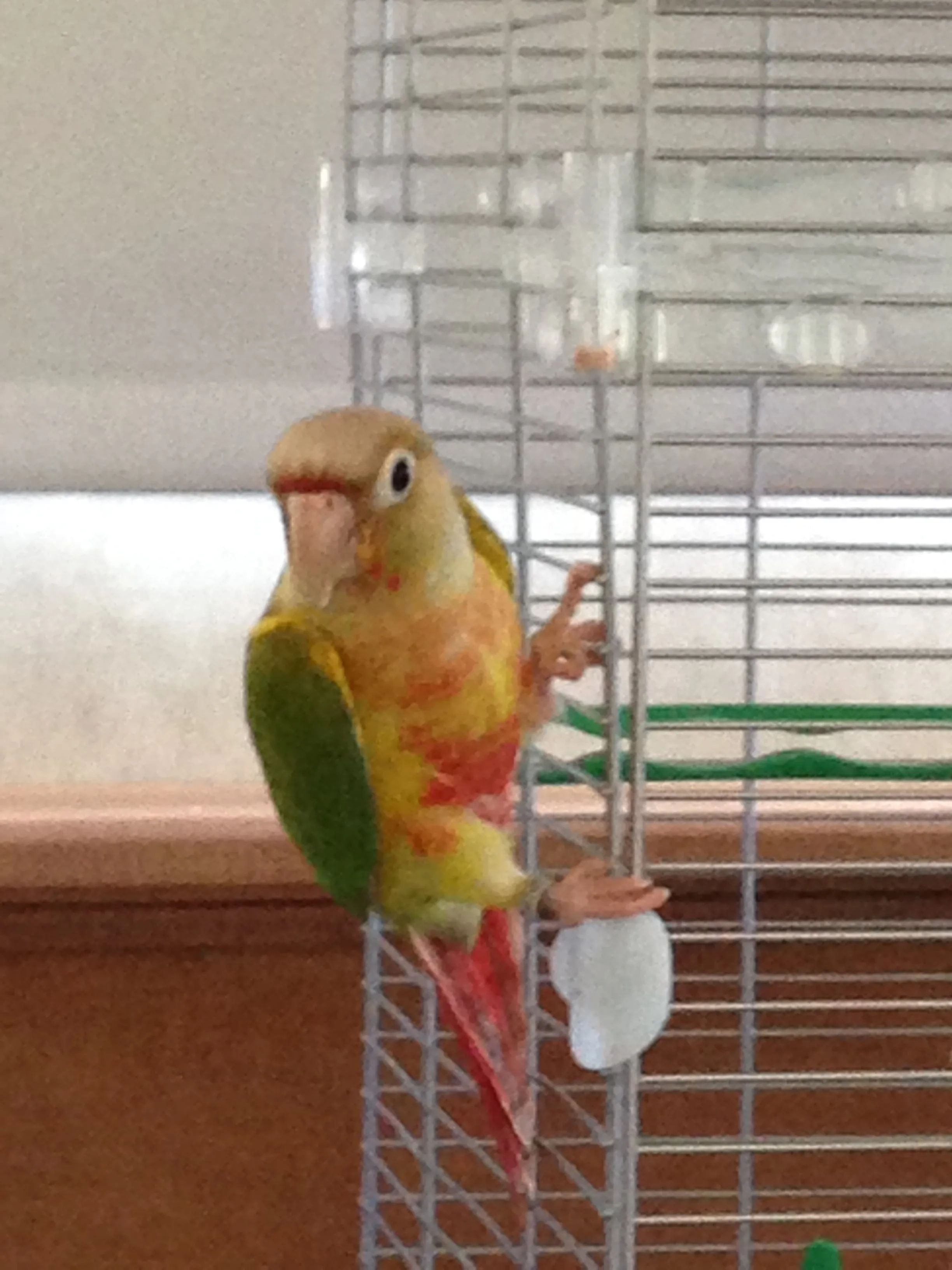 Remembering Lily - Rip 30 Jun 2021