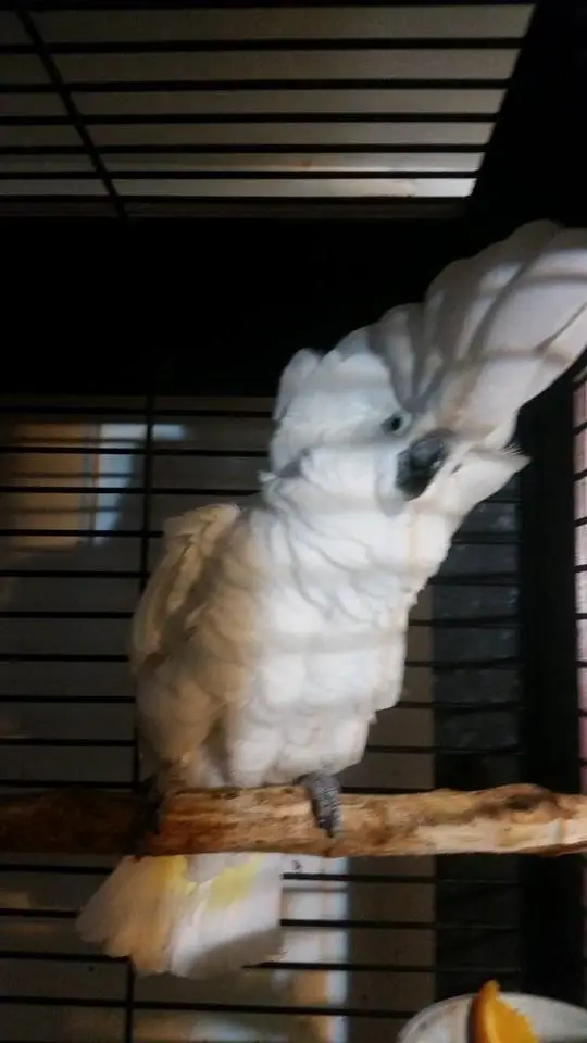 Rescue Cockatoo