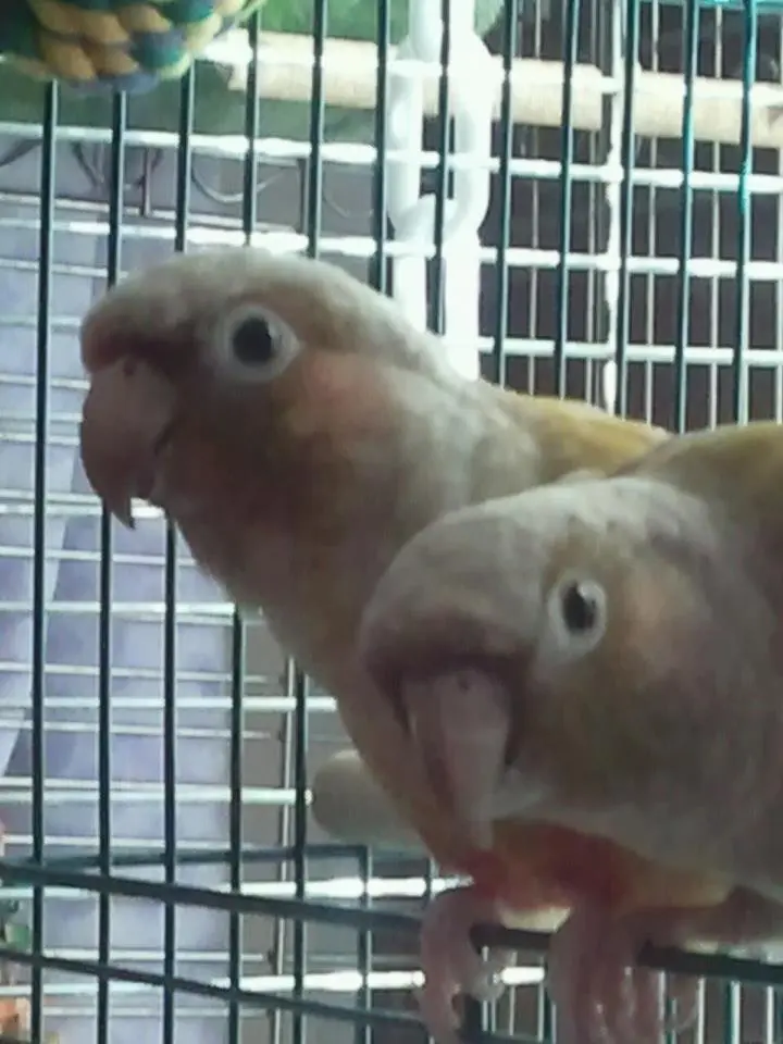 Rio &amp; Kai