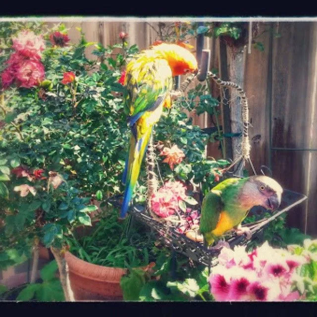 Rio And Kiwi Enjoying The Garden