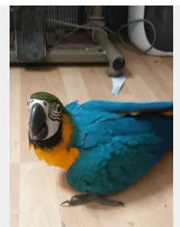 Rio At 13 Weeks