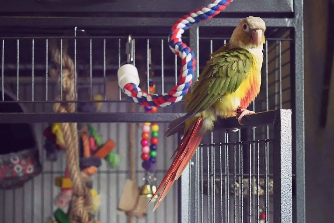 Rio - Male Pineapple Conure