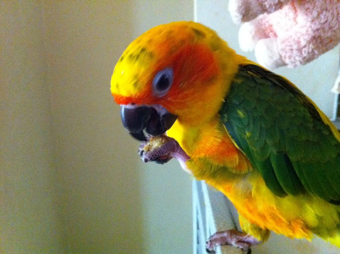Rio Sun Conure