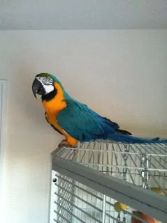 Rocky The Foster B&amp;g