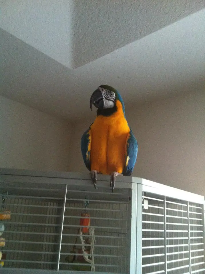 Rocky The Foster B&amp;g