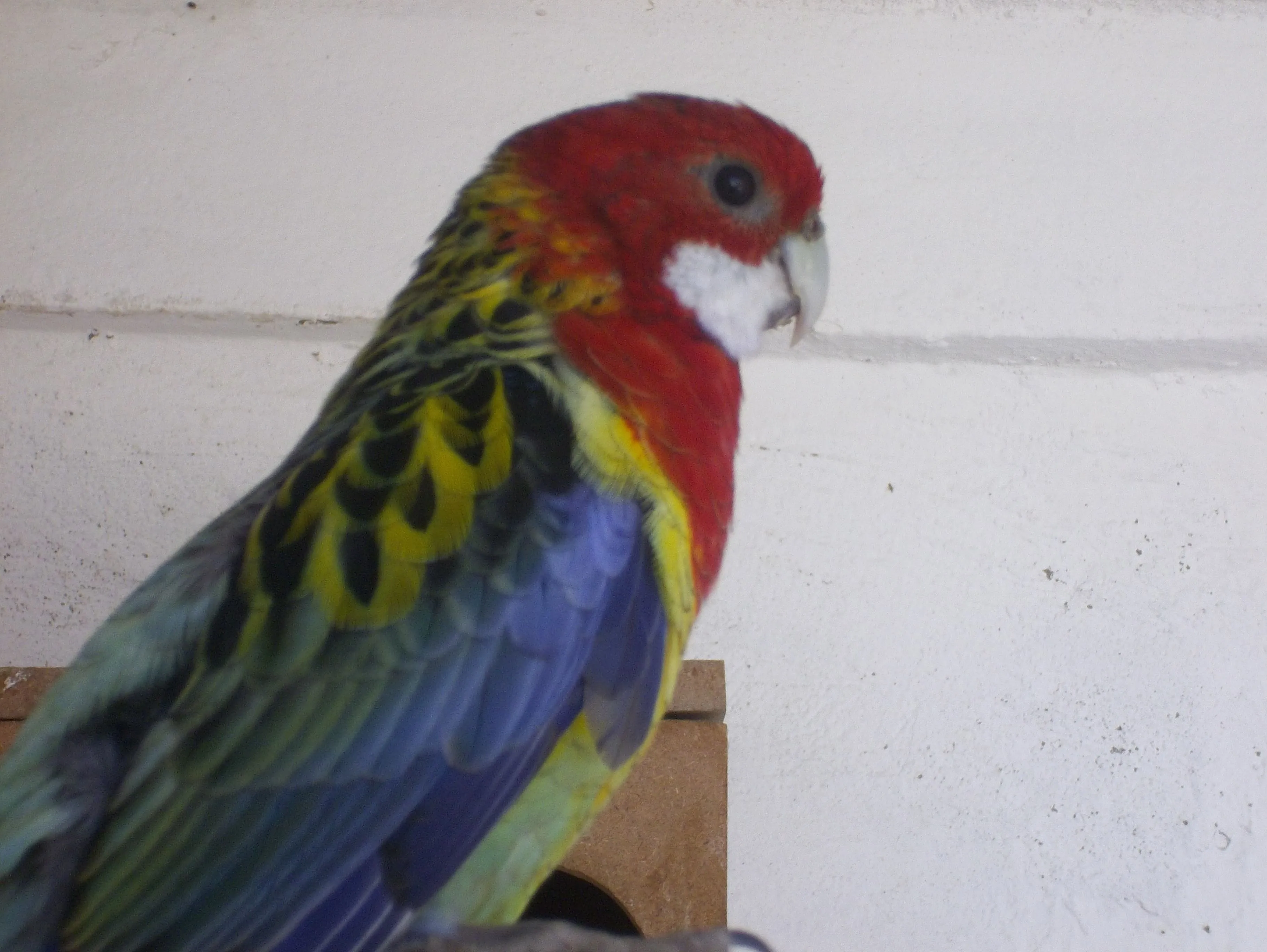 Rosella