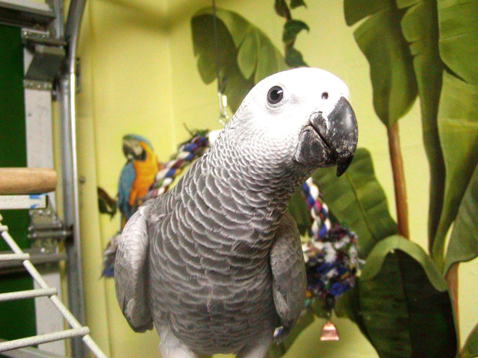 Roxanne African Grey