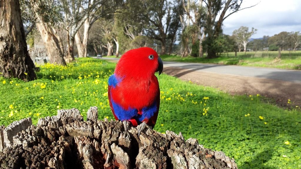 Ruby My Eclectus