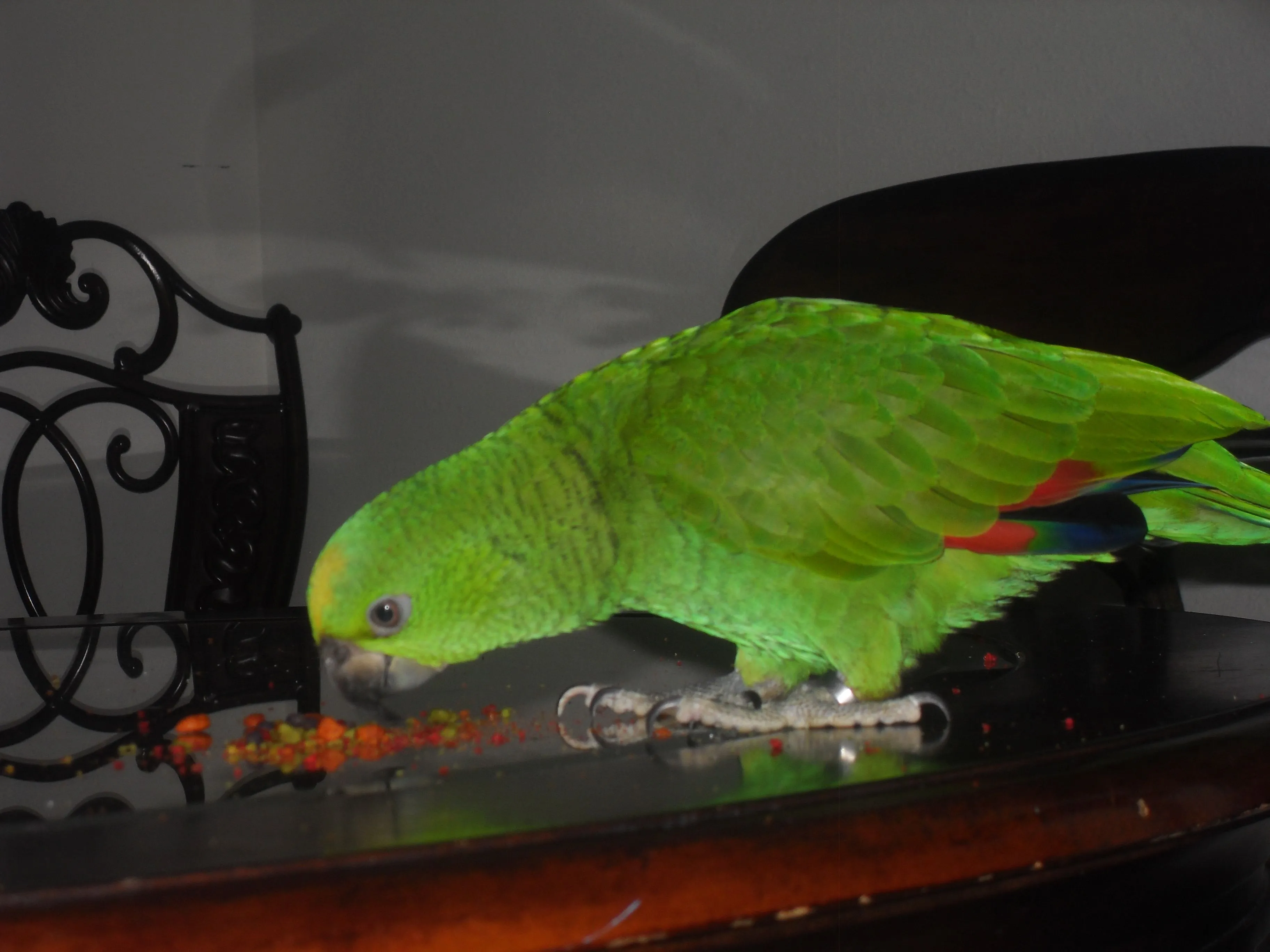 Sam Amazon Parrot