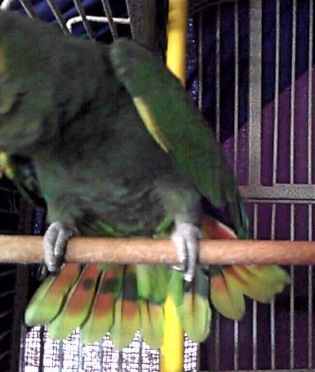 Sammy Showing Off Those Colors, Then Decided To Play Like The 