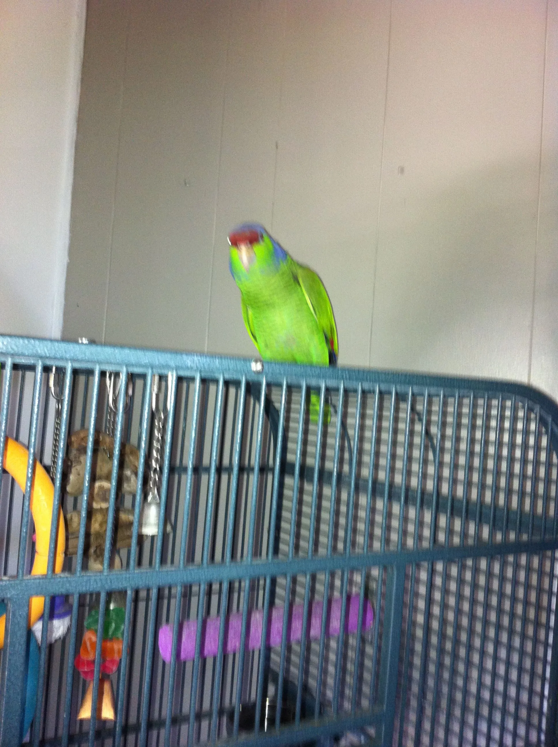 Sammy