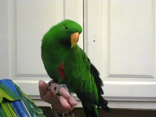 Samson The Eclectus