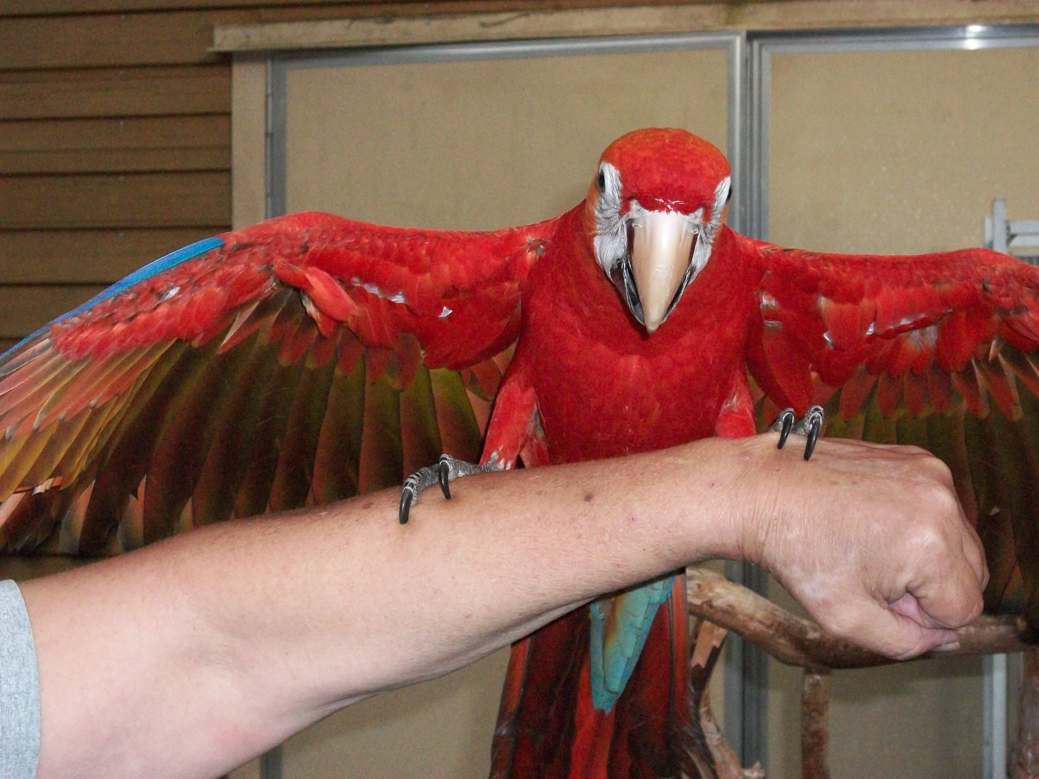 Scarlet &amp; Blue-throated Macaws