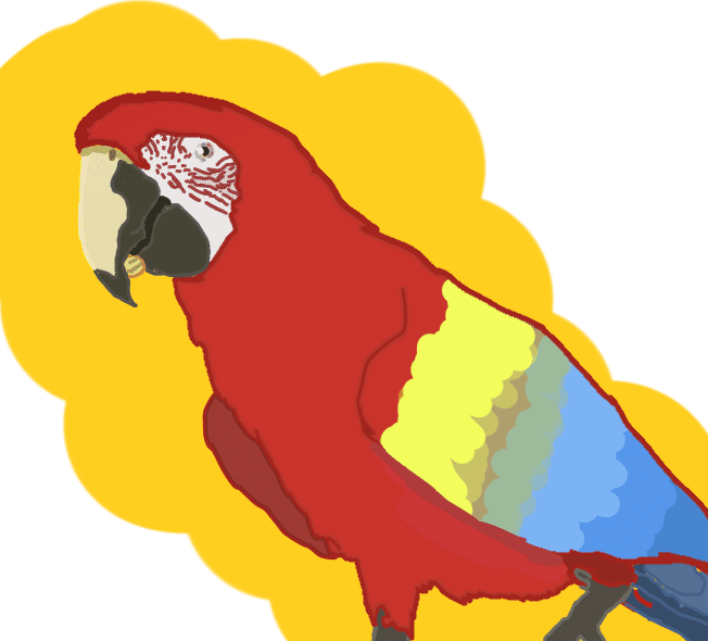 Scarlet macaw