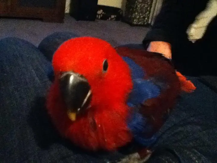 Scarlet :)