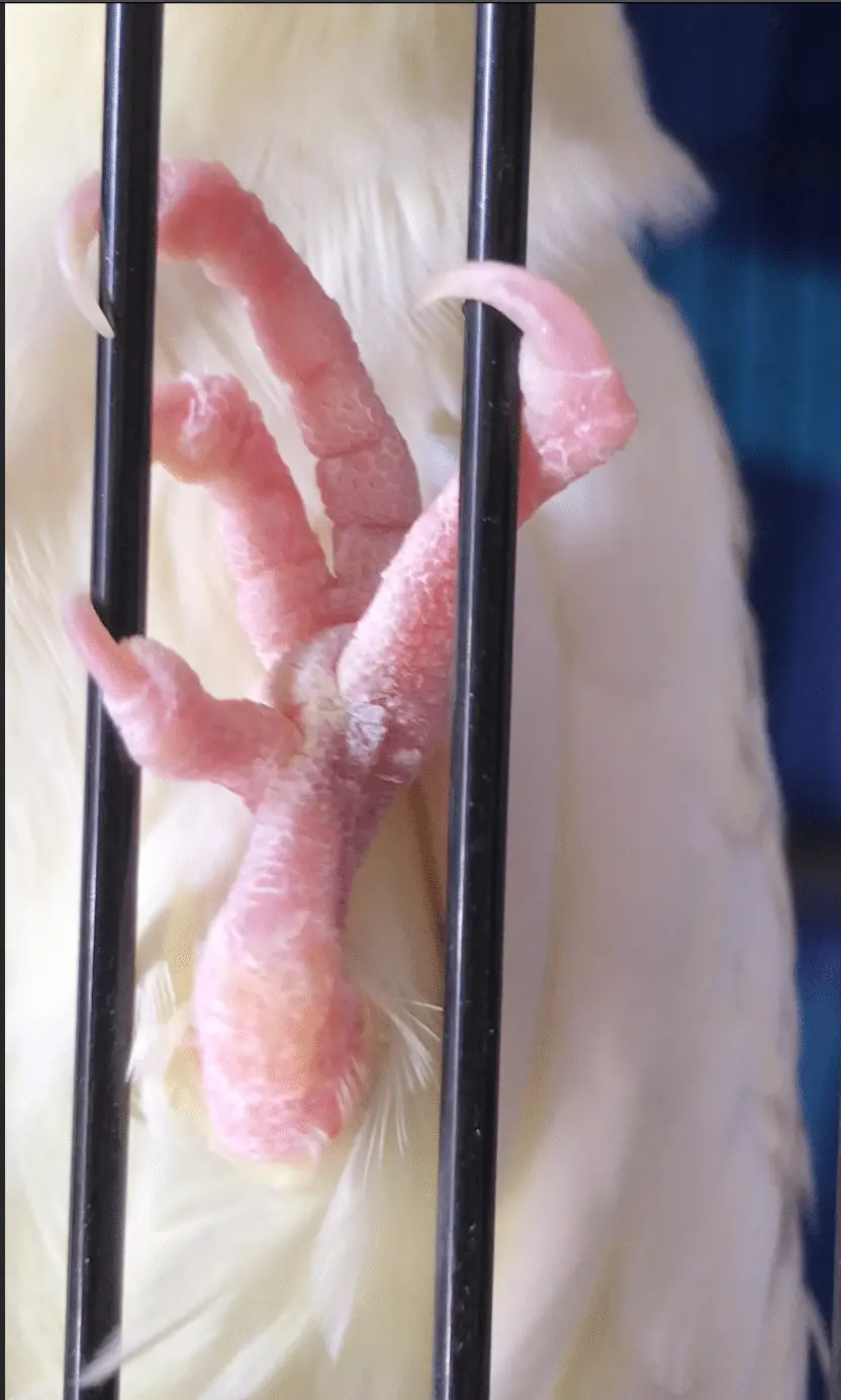 Screen Shot 2022-09-01 at 11.08.51 am.webp