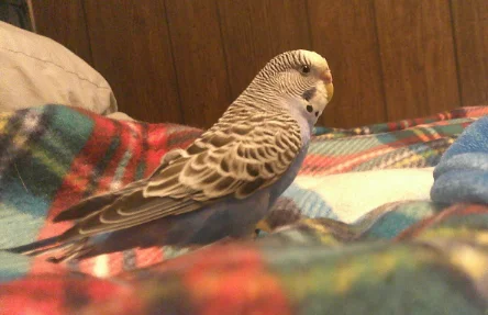 Screenshot 2025-03-13 7.52.19 PM.webp