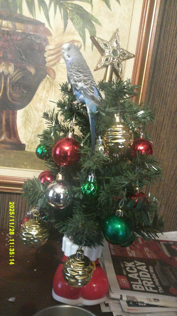 Screenshot 2025-11-28 11.04.56 AM.webp