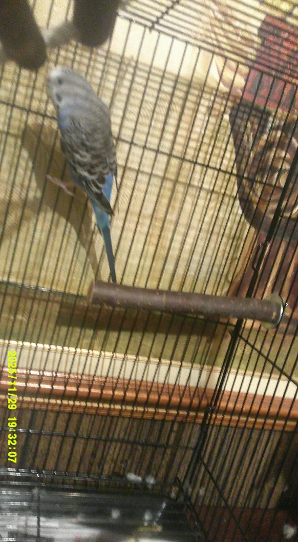 Screenshot 2025-11-29 6.47.28 PM.webp