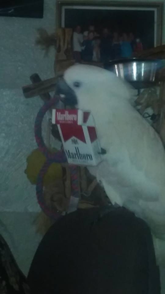 Sheba Wants To Smoke