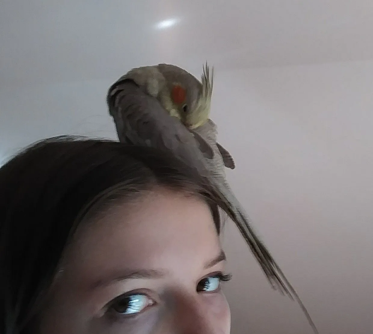 Shoulder bird??? Nah, I've got a head bird