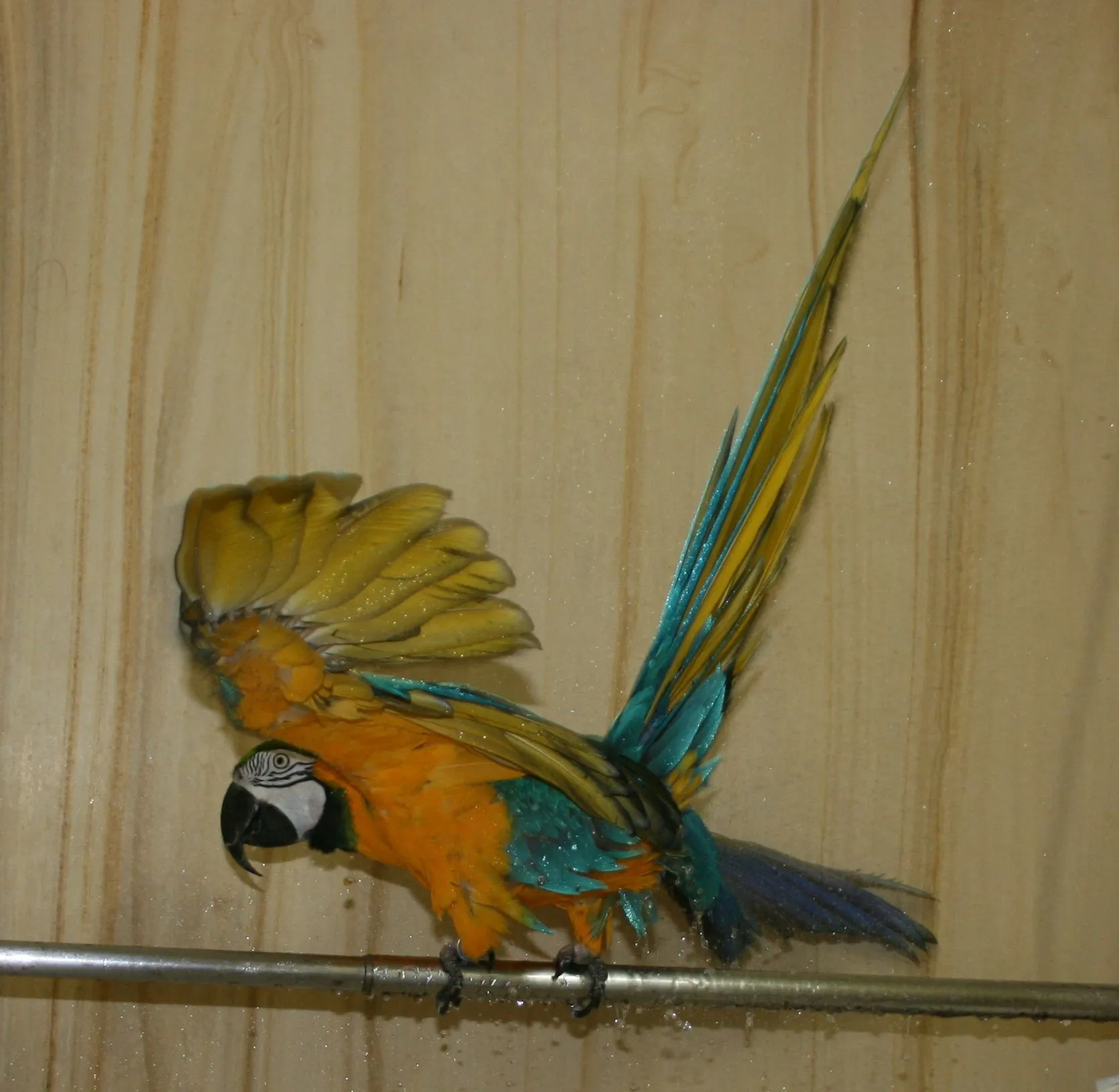 Shower3