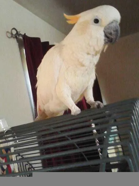 Sidney My Citron Cockatoo