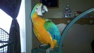 Skittles