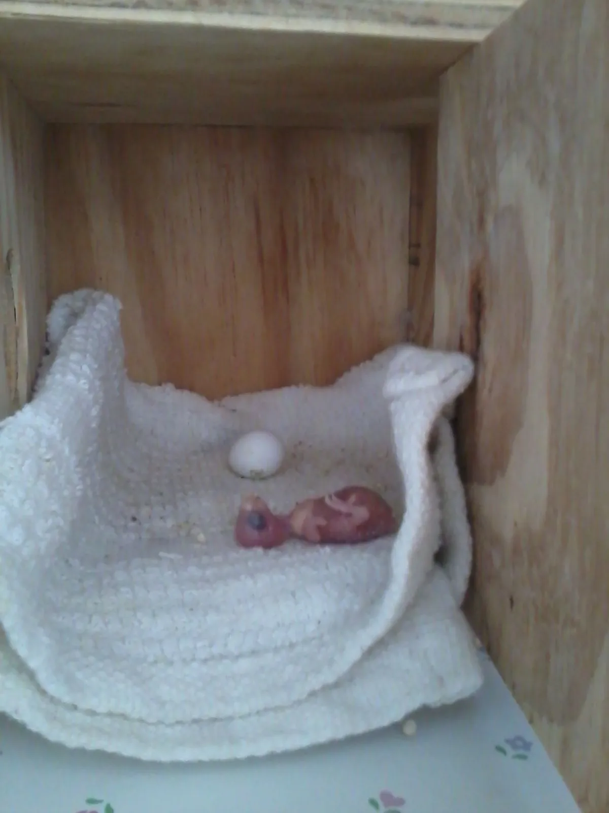 Sky With The Chopped Tail