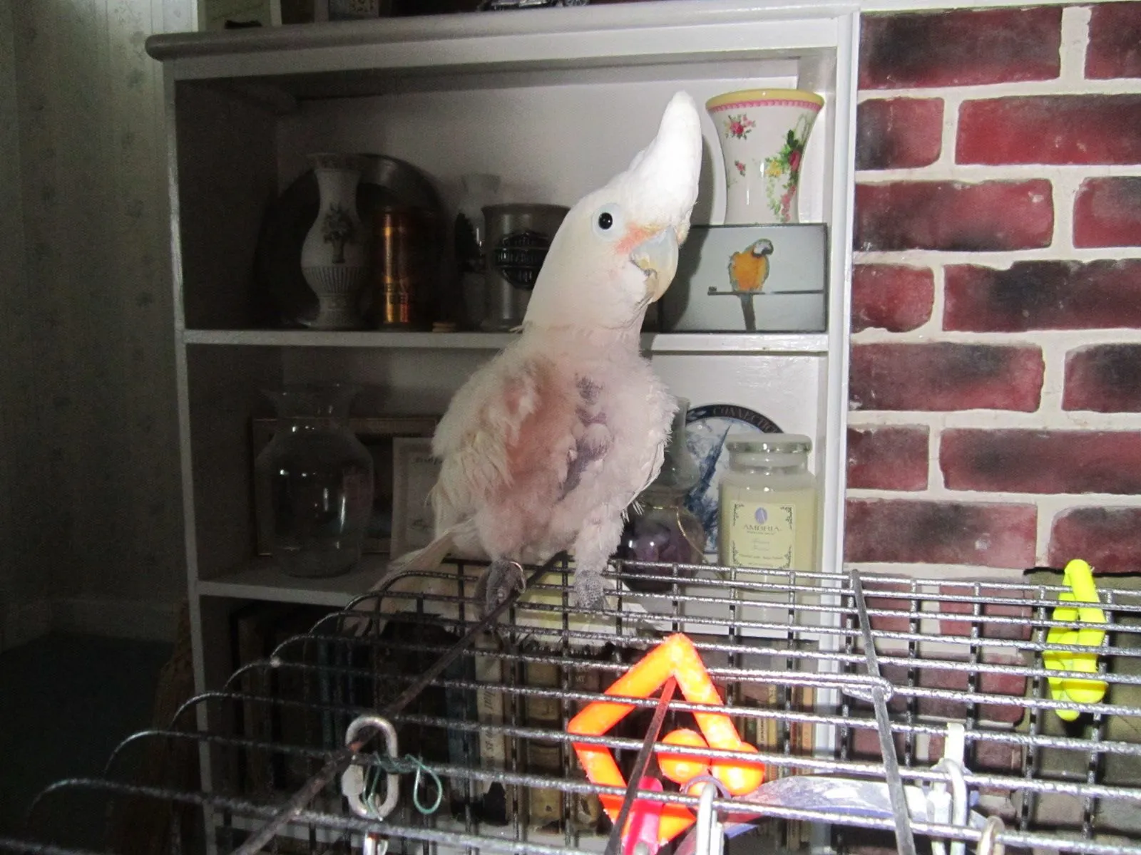 Smokey And Friend Joe