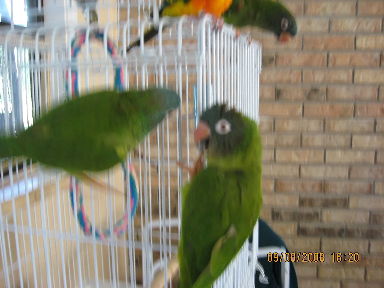 Some Of My Conures!