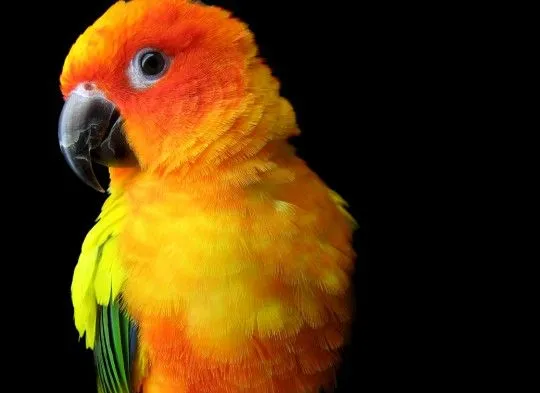 Son Conure .