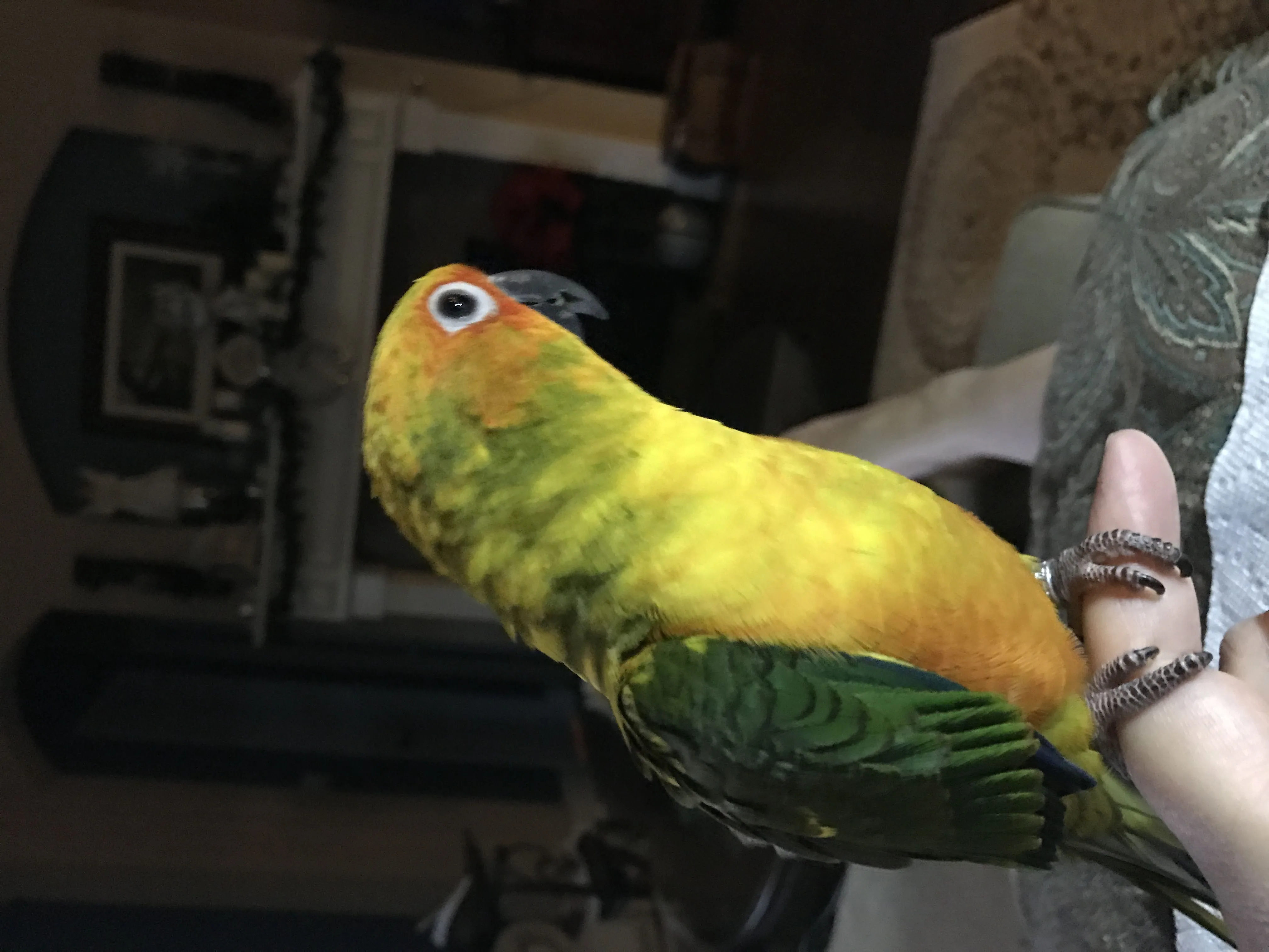 Stella