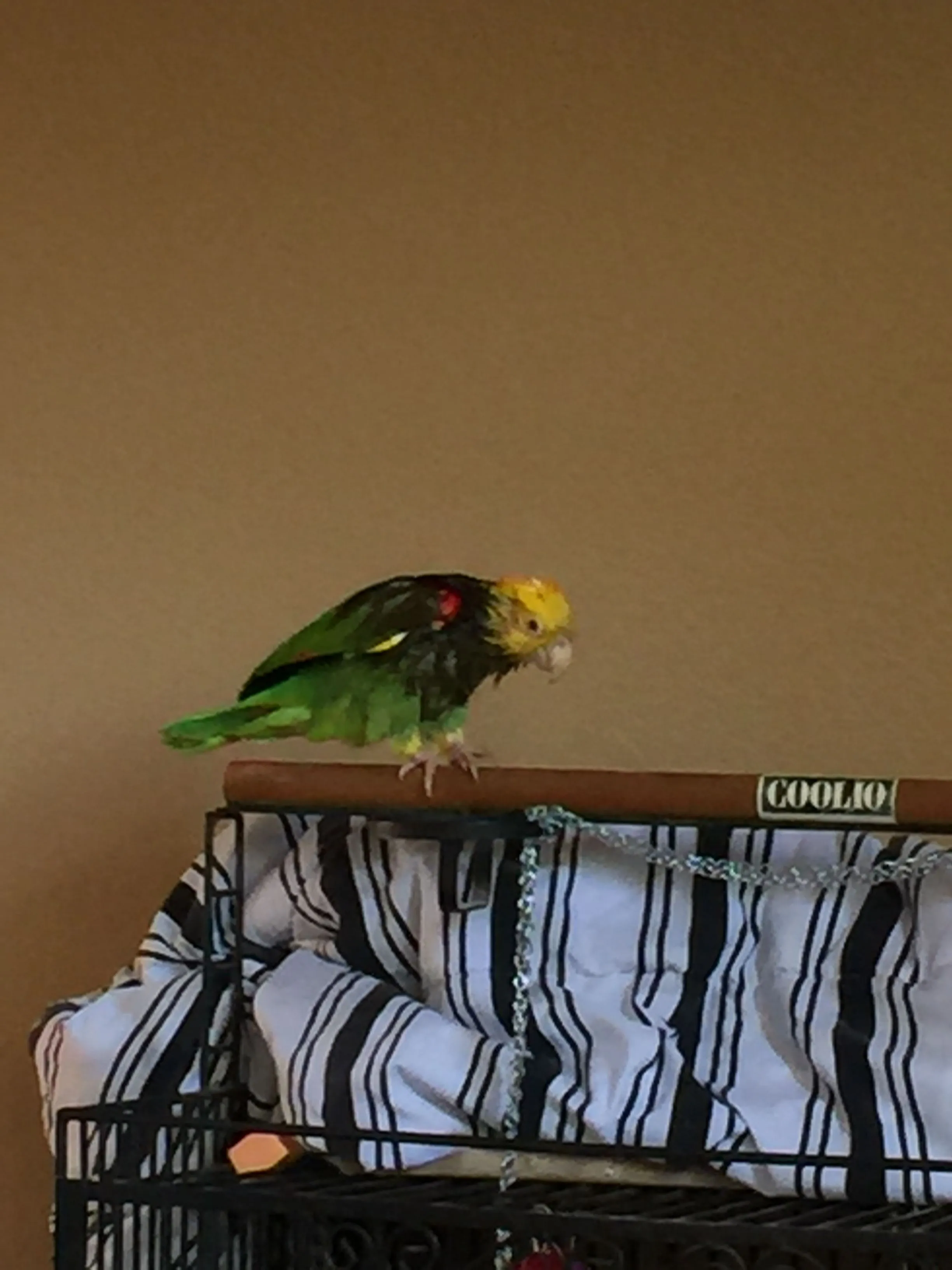 Stinker The Conure