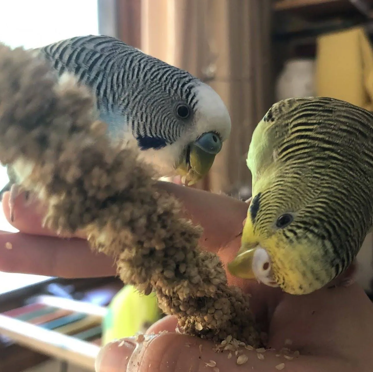 Stormy (M), blue and Picasso (F), green