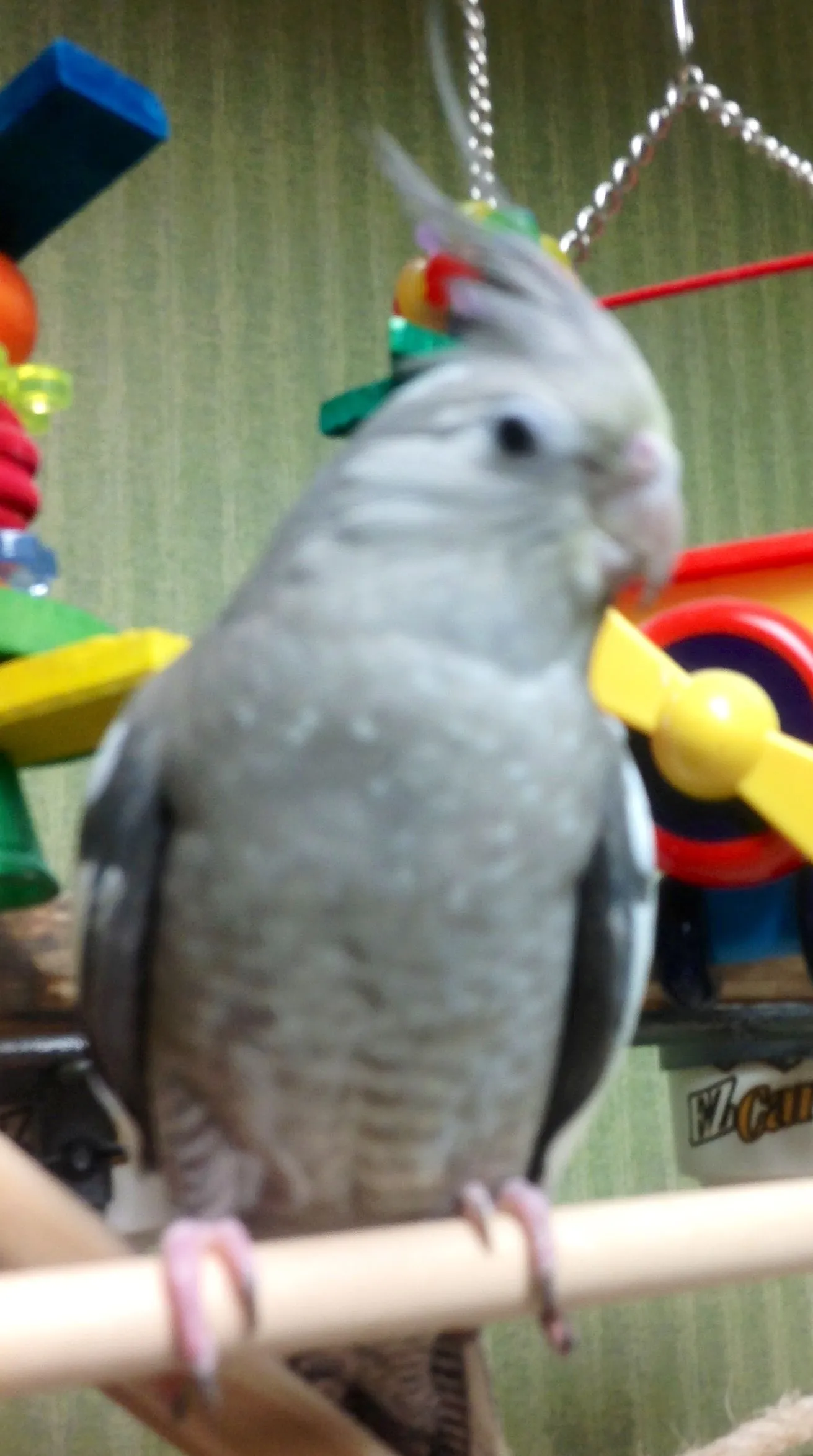 Sully And Her Airplane Swing