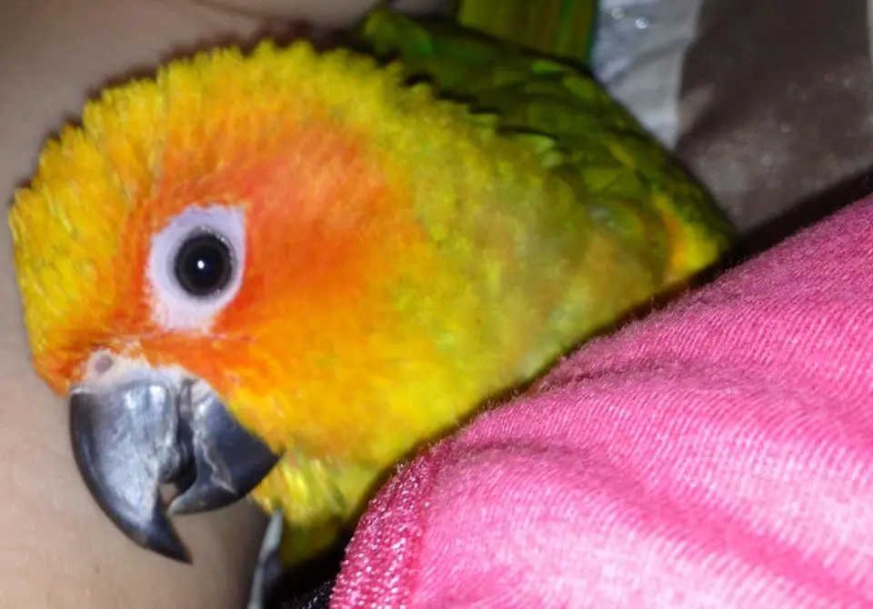 Sun Conure Chili!