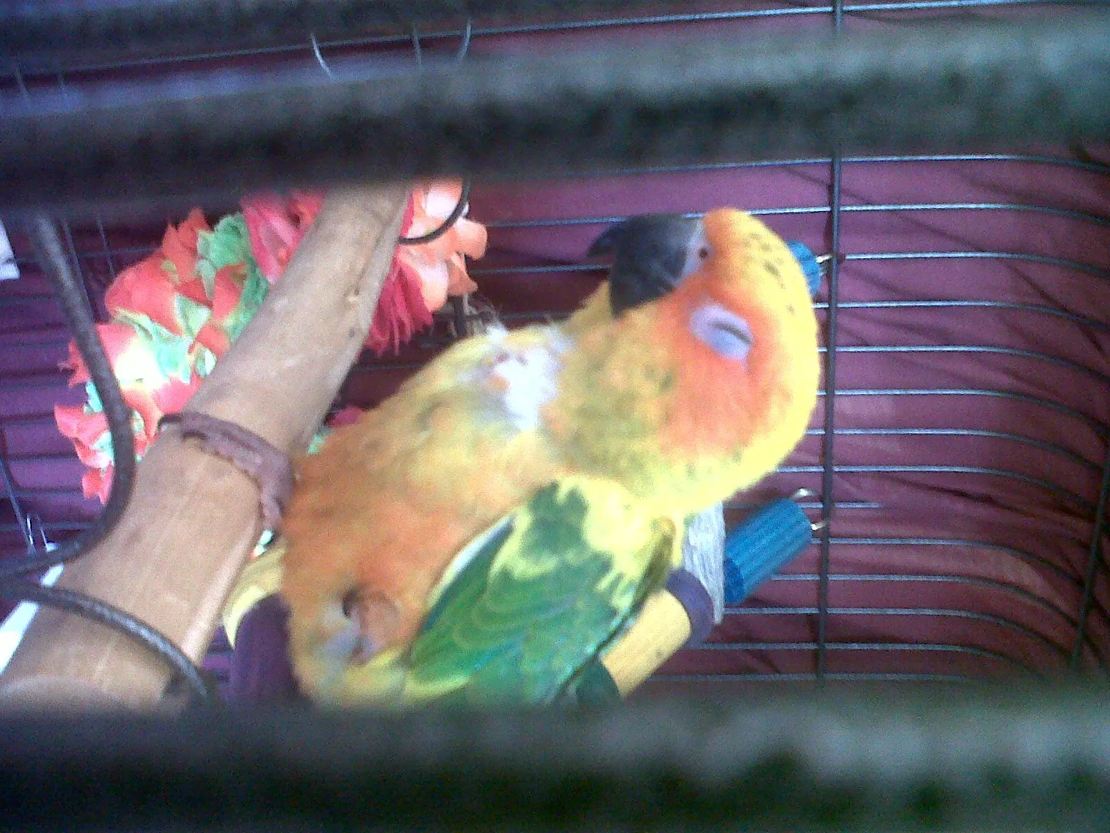 Sun Conure